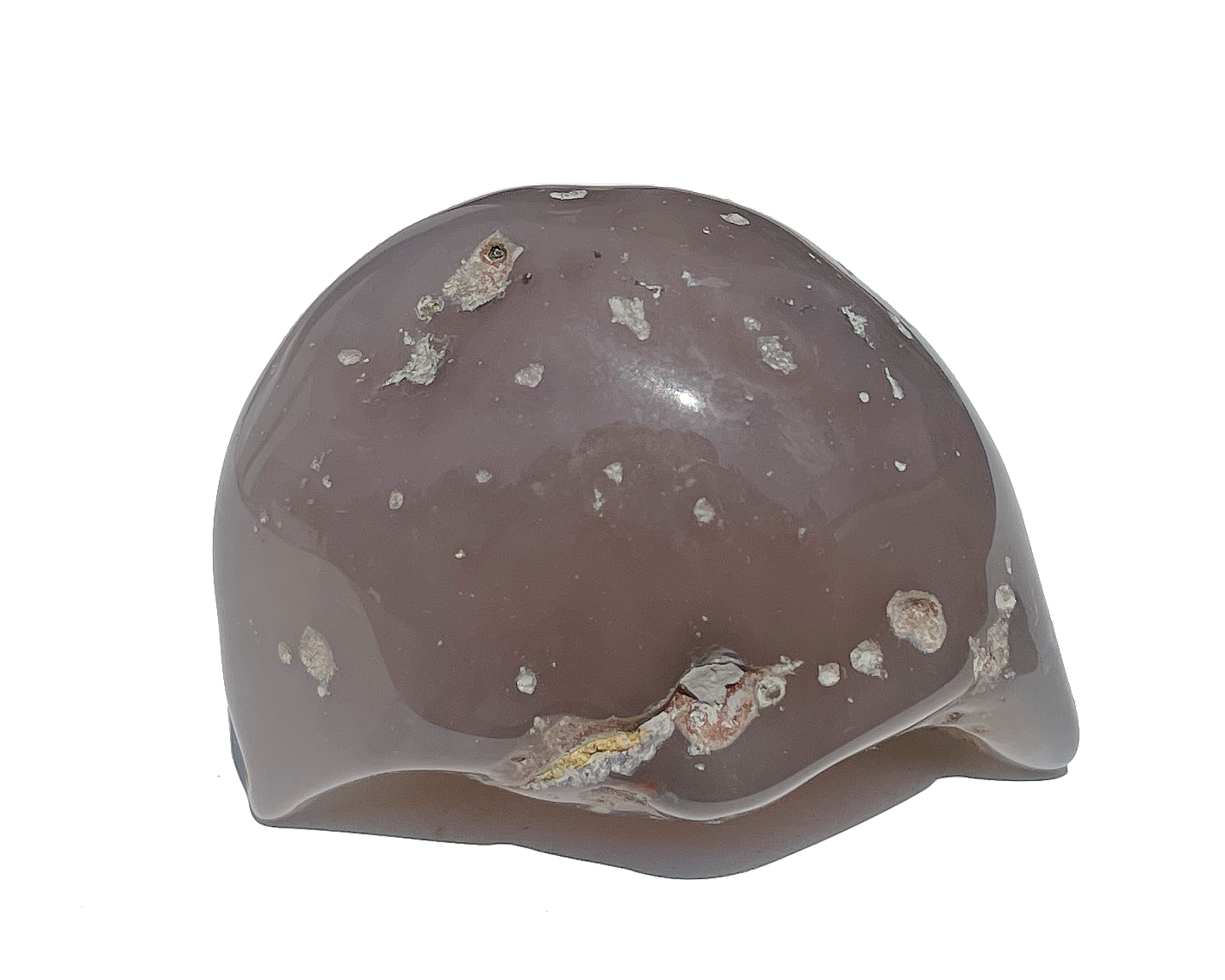 Vorderansicht eines Wasserachates auf weißem Hintergrund