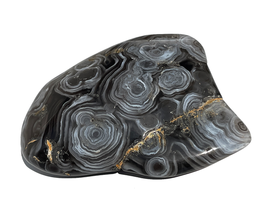 Vorderansicht eines Wasserachates auf weißem Hintergrund