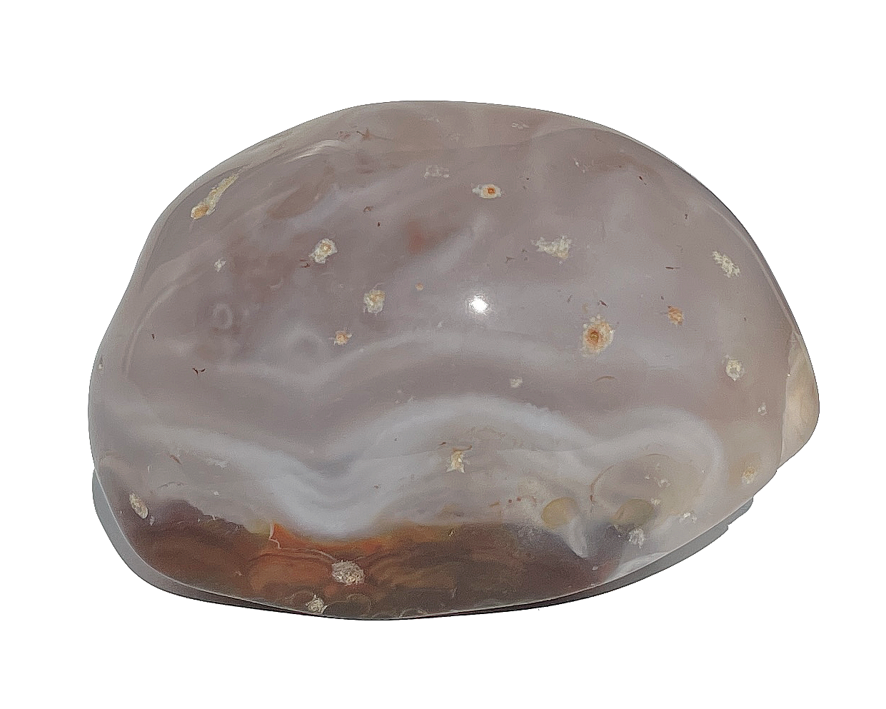 Vorderansicht eines Wasserachates auf weißem Hintergrund