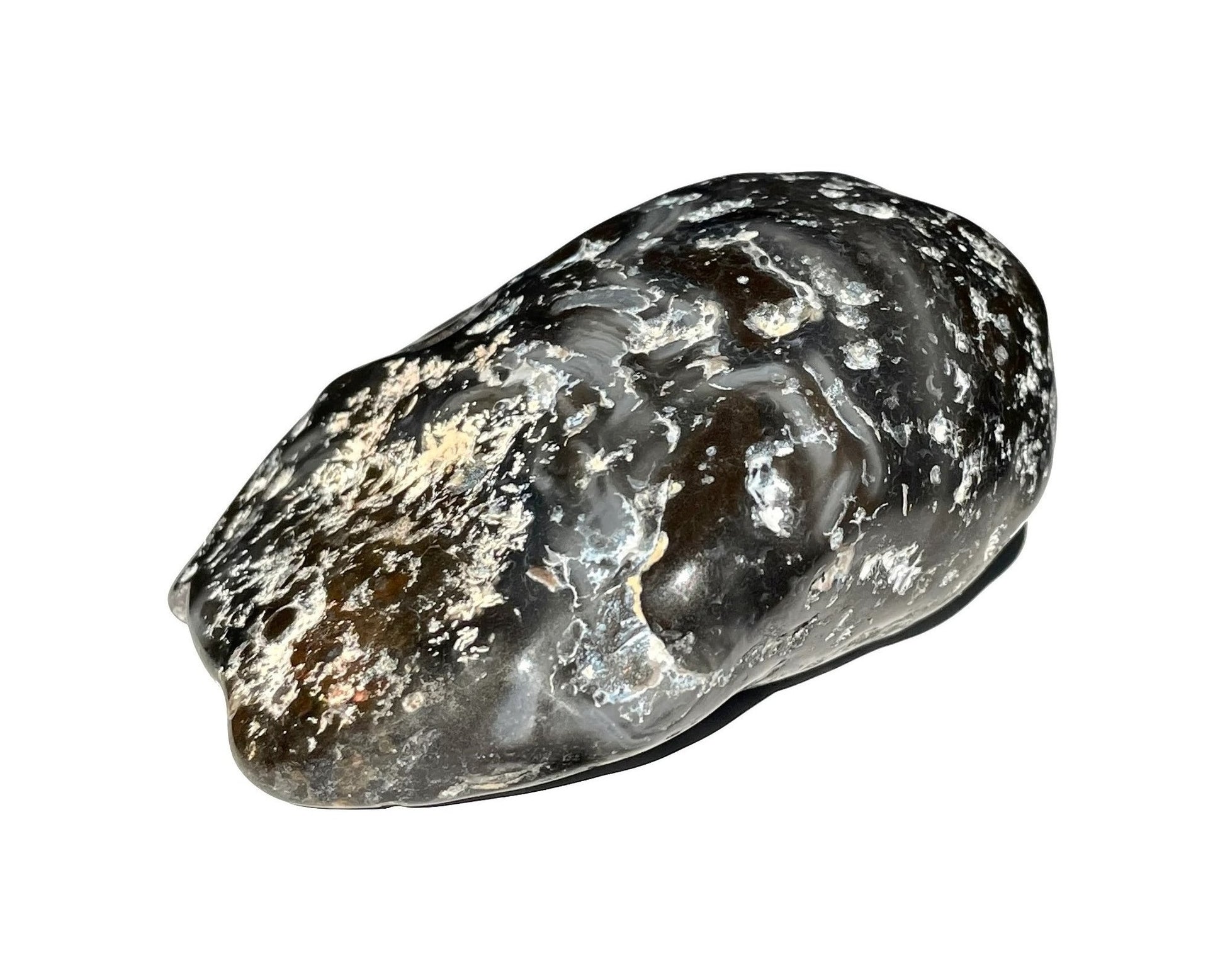 Vorderansicht eines Wasserachates auf weißem Hintergrund